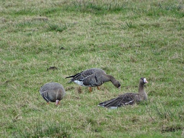 马德里的绝 马德里的绝